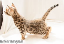 Bengal Kitten braun